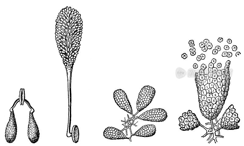 不同类型的花粉，马利筋(Asclepias)花粉和兰花花粉- 19世纪